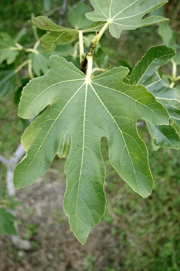 Common Fig