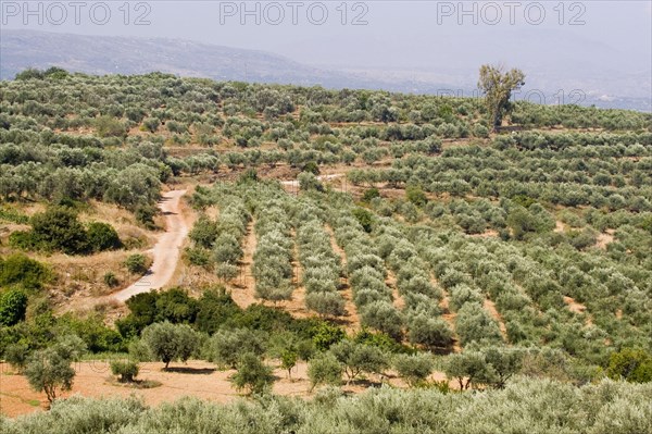 Olive trees growing on the Greek island of Crete