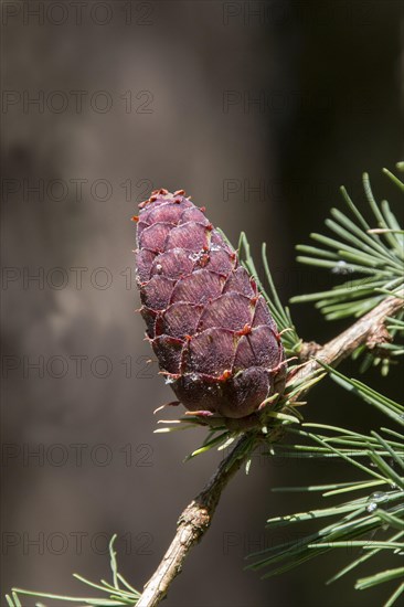 European larch