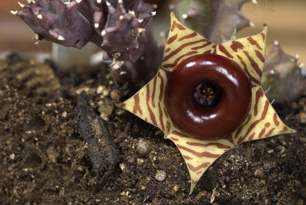 Life-saving plant