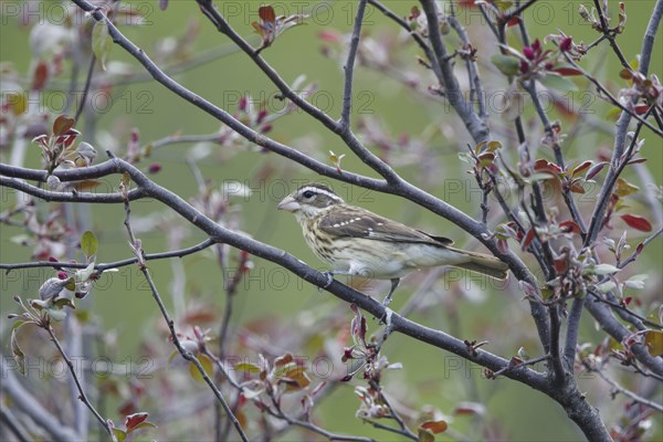 Rose-breasted grosbeak