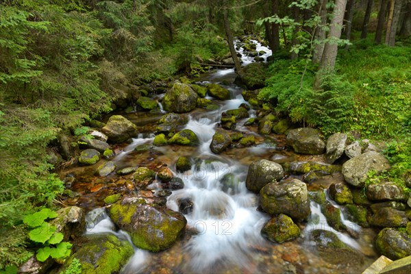 Mountain stream