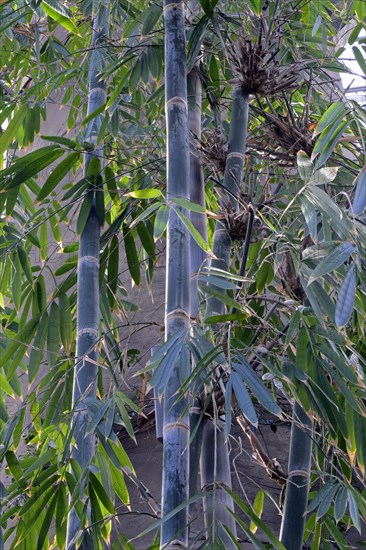 Giant bamboo