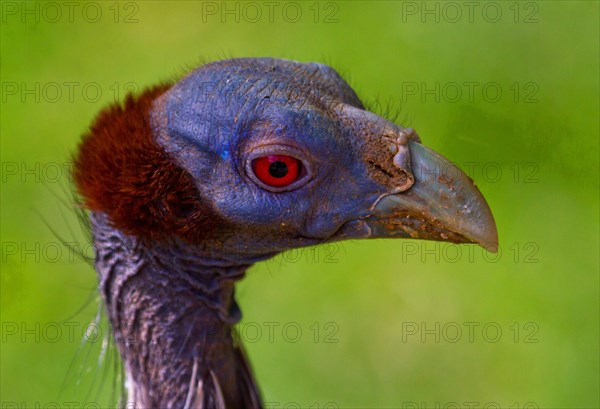 Vulturine Guineafowl