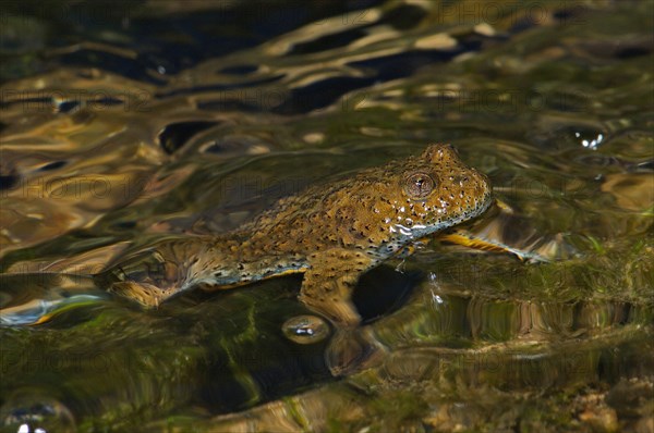 Yellow-bellied toad