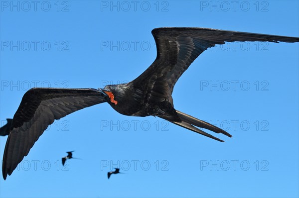 Magnificent Frigatebird