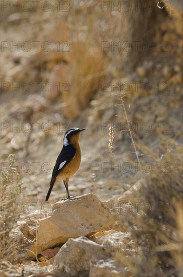 Mild Redstart