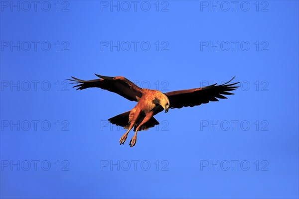 Black-collared hawk