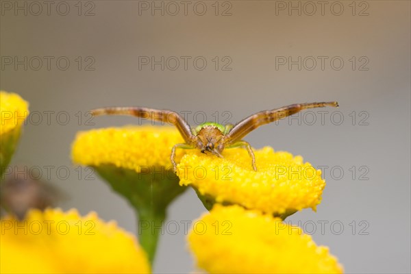 Green crab spider