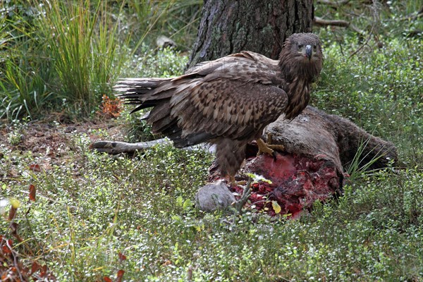 White-tailed eagle juv. at the nest