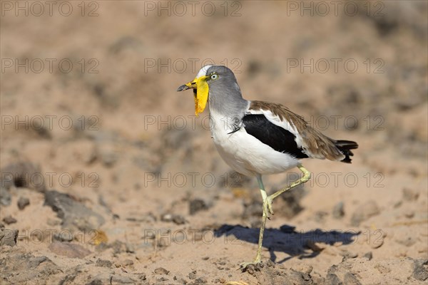 White-headed Lapwing