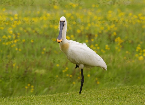 Eurasian spoonbill