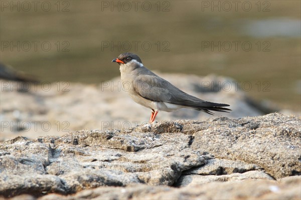 Collared Pratincole