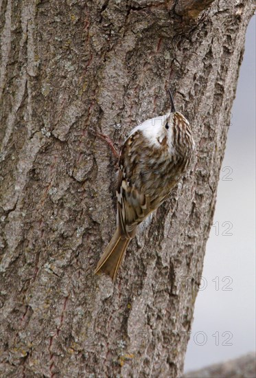 Common Treecreeper