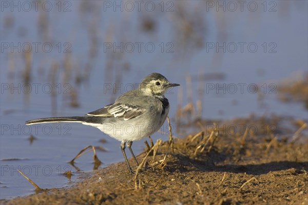 Pied Wagtail