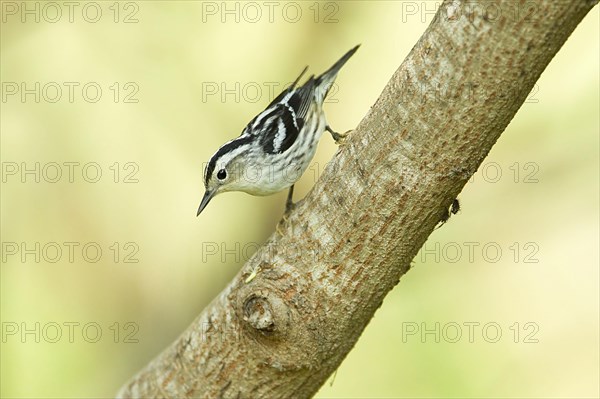 Black-and-white warbler