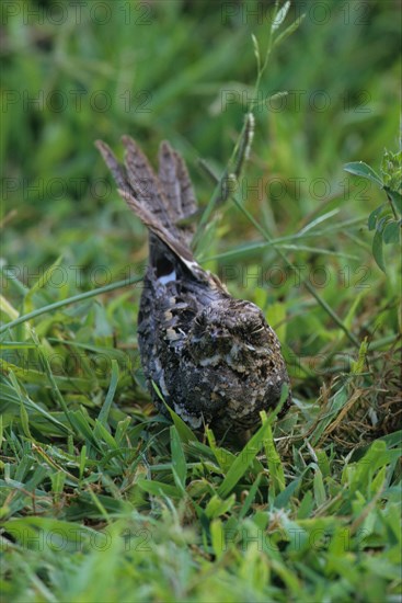 Slender-tailed Nightjar