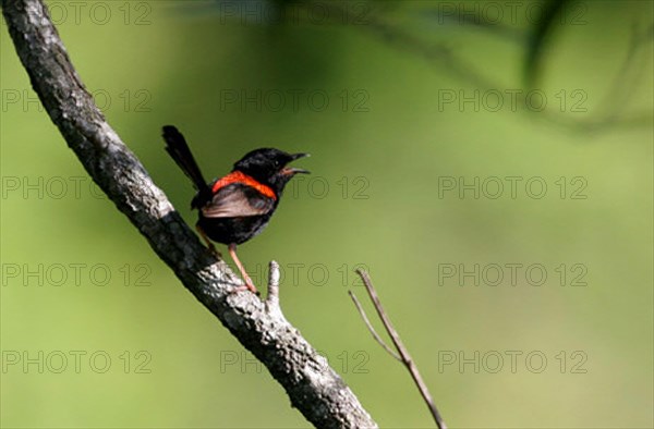 Red-backed fairywren