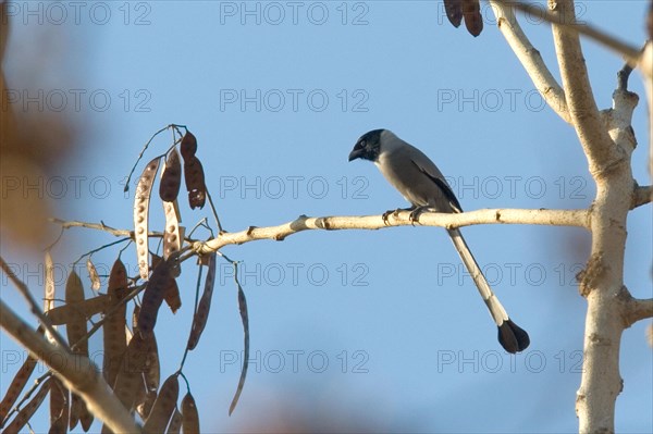 Hooded Treepie