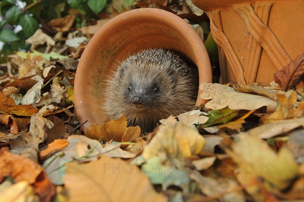 European Hedgehog