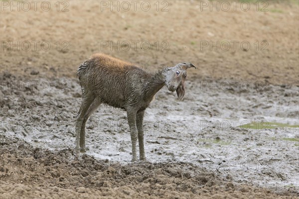 Red Deer