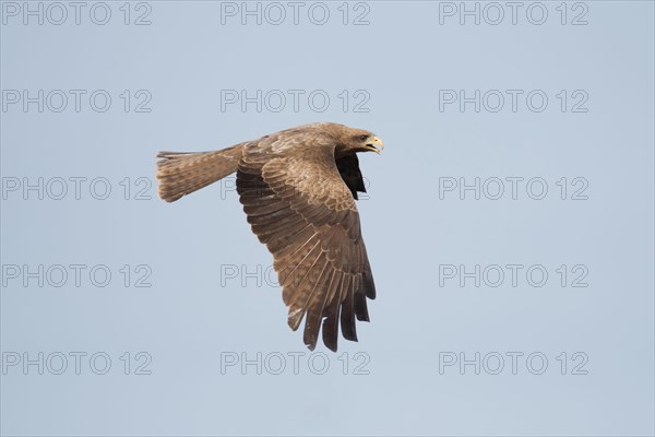 Yellow-billed Kite