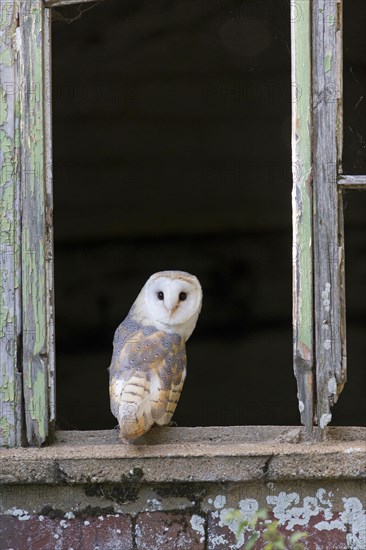 Barn Owl