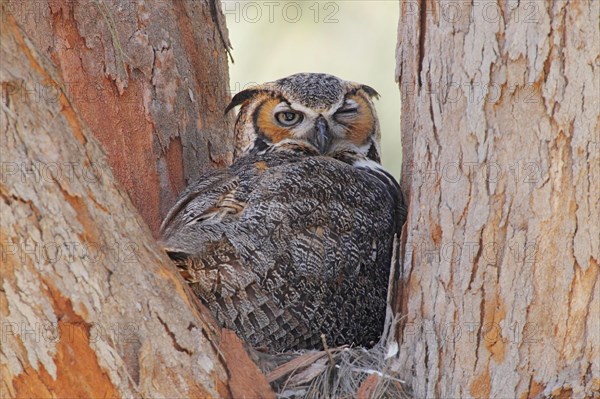 Great Horned Owl