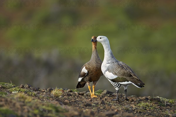 Upland Goose