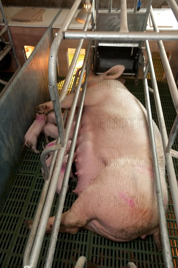 Pig farming