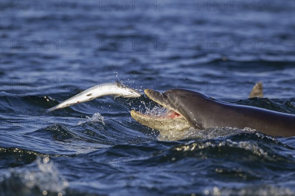 Bottlenose dolphin