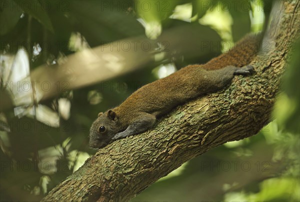 Adult grey-bellied squirrel