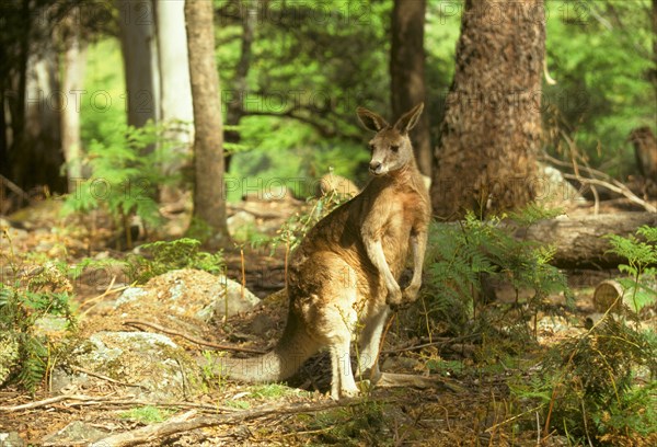 Eastern Grey Kangaroo