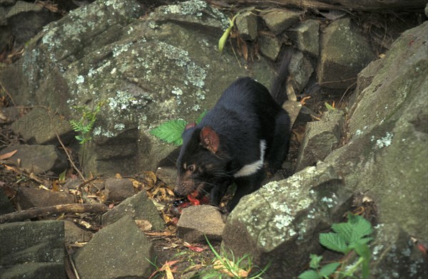 Tasmanian devil