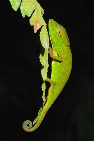 Glaw's Chameleon