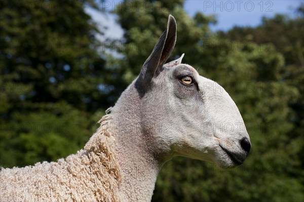 Domestic Sheep