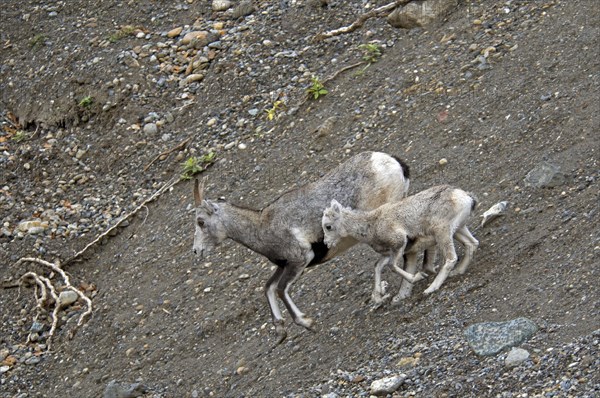 Stone sheep