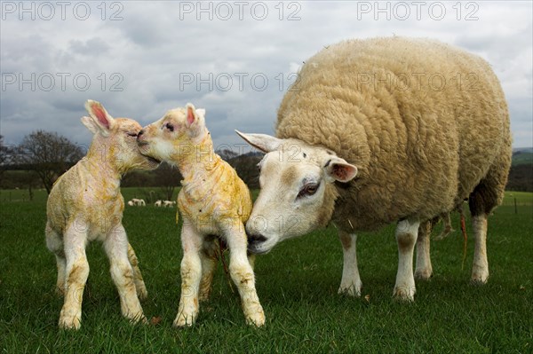 Domestic Sheep