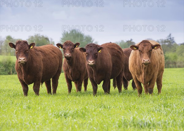 Domestic cattle