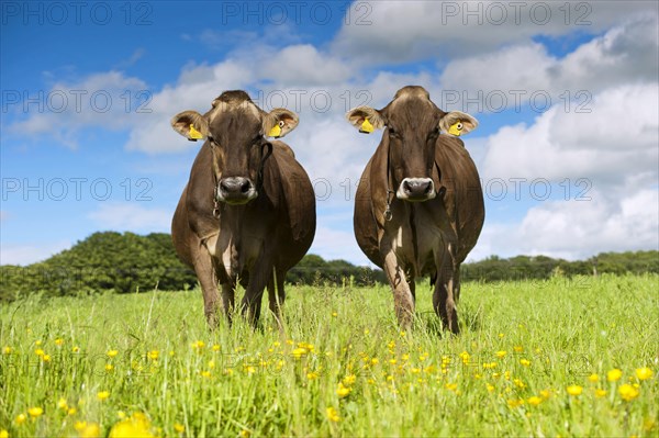 Domestic cattle