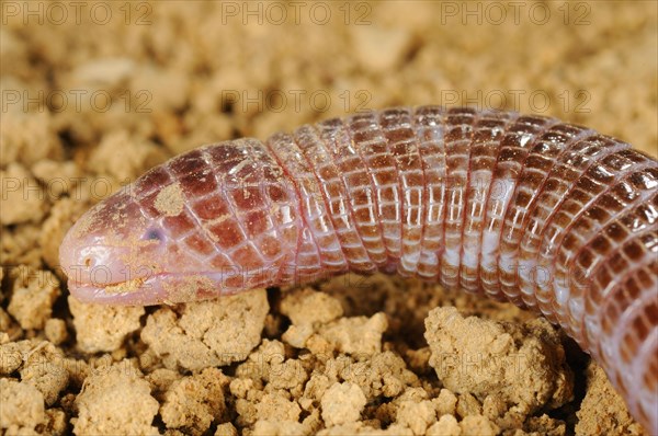 Iberian Worm Lizard