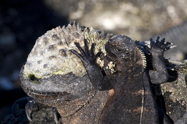 Galapagos Sea Lizard