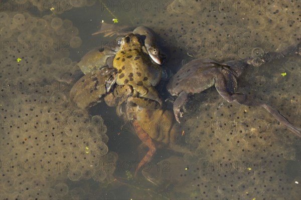 Common Frog