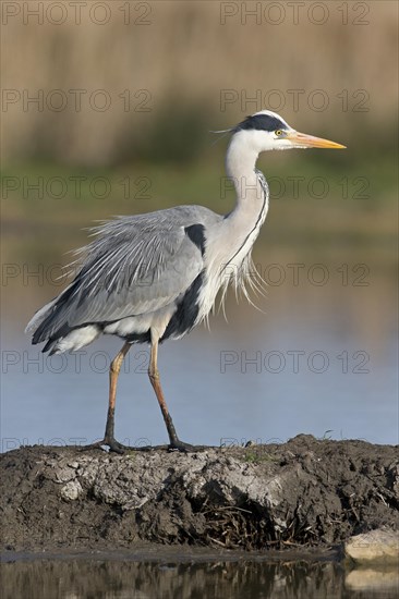 Grey heron