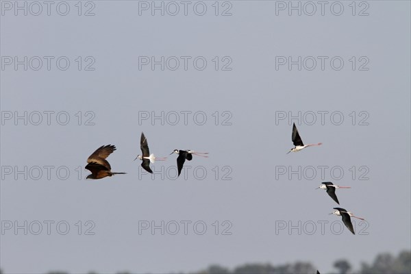 Black-winged stilts chase a black kite that has preyed on one of the chicks. Coto Donana