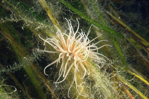 Opelet anemone