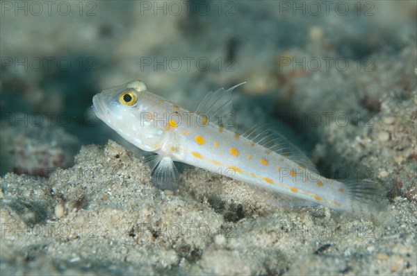 Orange-dashed Goby