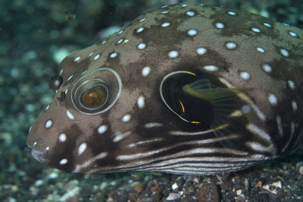 White-spotted pufferfish