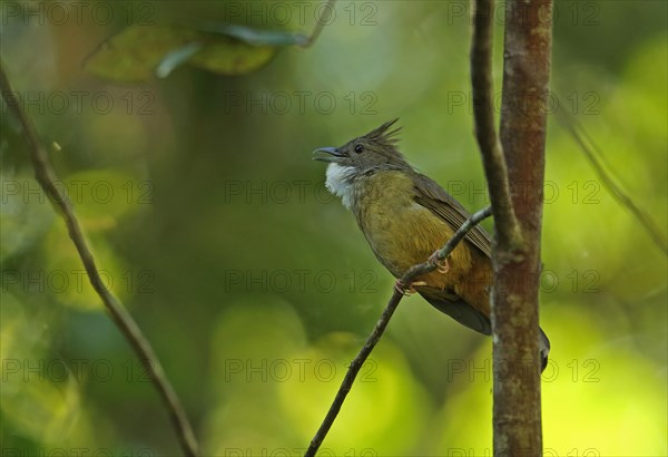 Ochraceous Bulbul