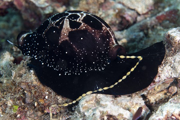 Large Egg Snail